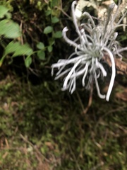 Exobasidium parvifolii