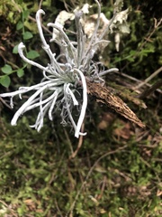 Exobasidium parvifolii