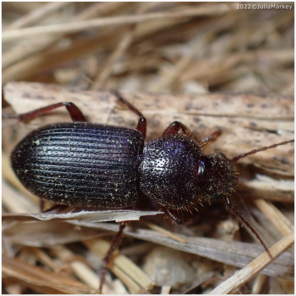 Dicheirus dilatatus