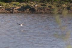 Tachycineta leucorrhoa