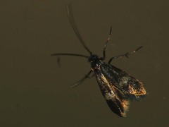 Cauchas fibulella