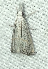 Haimbachia squamulellus