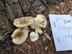Russula pulverulenta
