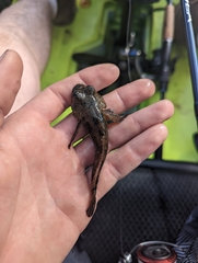 Cottus pitensis