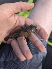 Cottus pitensis