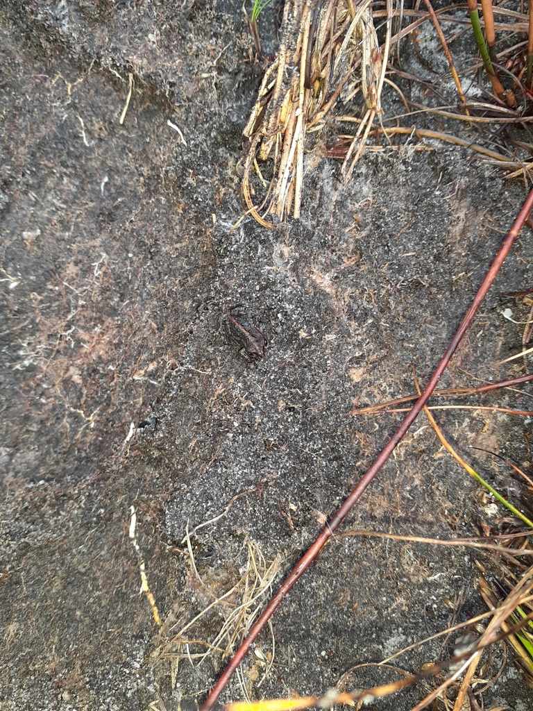 Landdroskop Mountain Toadlet from Hottentots-holland, ZA-WC-OV, ZA-WC ...