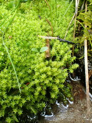 Diobelonella palustris