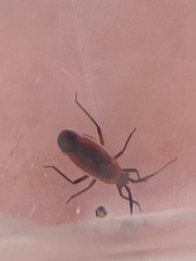Lopidea instabilis