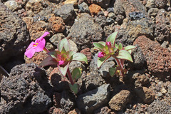 Diplacus deschutesensis