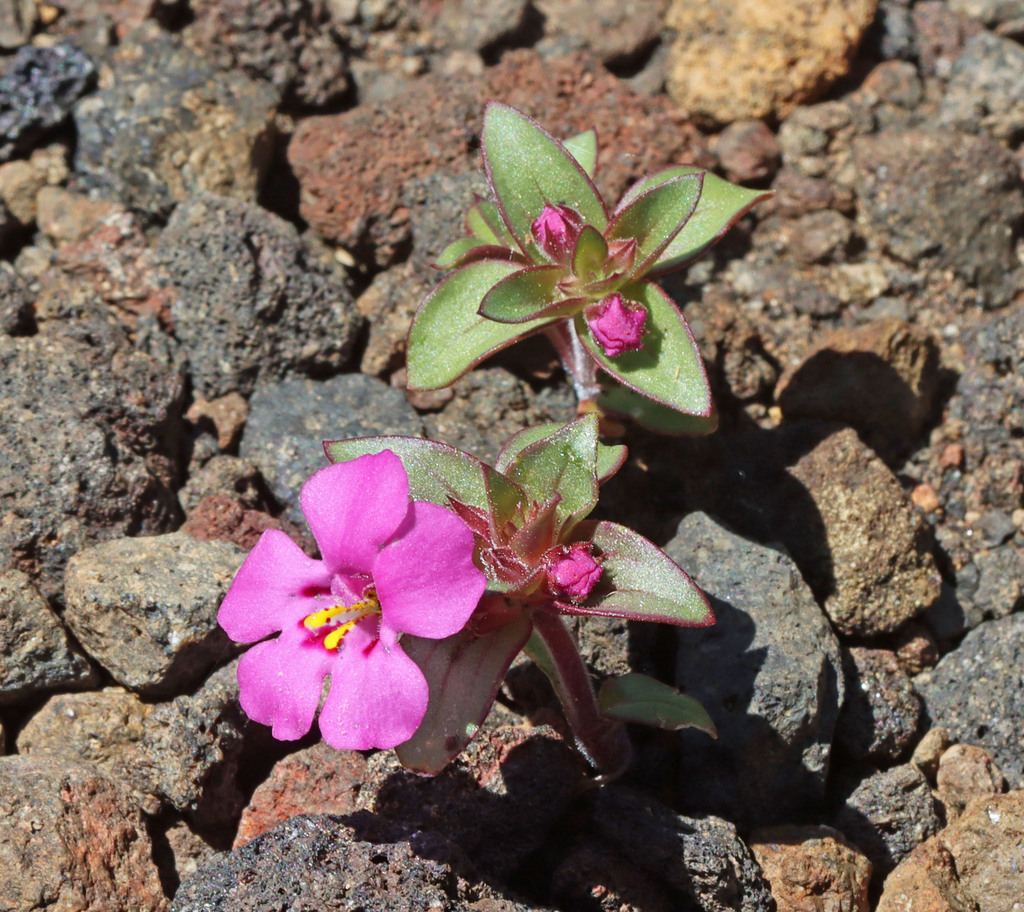 Deschutes Monkeyflower