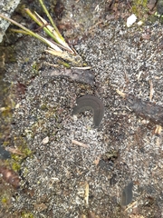 Peripatopsis bolandi