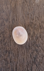 Calyptraea chinensis