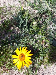 Trichocline cisplatina