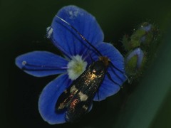 Cauchas leucocerella