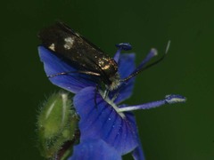 Cauchas leucocerella