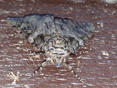 Catocala piatrix