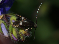 Cauchas leucocerella