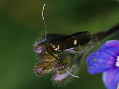 Cauchas leucocerella