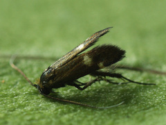 Cauchas leucocerella