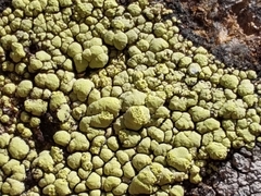 Rhizocarpon ridescens