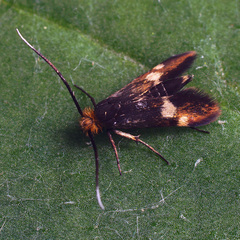 Cauchas leucocerella
