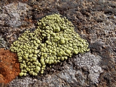 Rhizocarpon ridescens