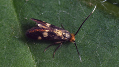 Cauchas leucocerella