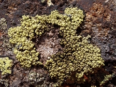 Rhizocarpon ridescens