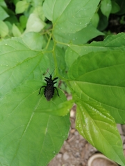 Apiomerus longispinis