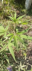 Vitex agnus-castus