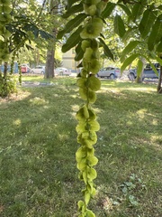 Pterocarya