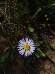 Erigeron algidus