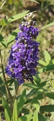 Vitex agnus-castus