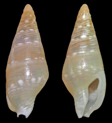 Mitrella loyaltyensis
