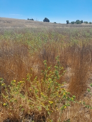 Centromadia parryi congdonii