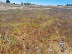 Centromadia parryi congdonii