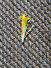 Centromadia parryi congdonii