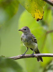 Myiopagis gaimardii