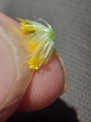 Centromadia parryi congdonii