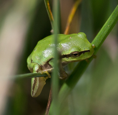 Hyla orientalis