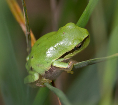 Hyla orientalis