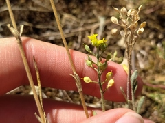 Alyssum montanum gmelinii