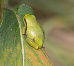 Hyla orientalis