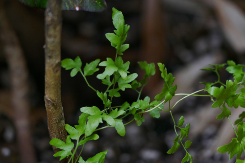 Lygodium japonicum