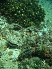 Pinctada mazatlanica