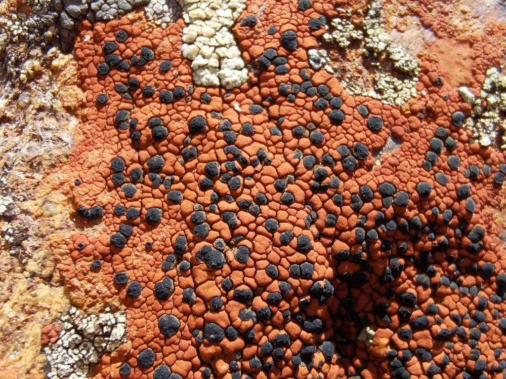 Lecidea silacea from Landeck, ATTR, AT on August 08, 2022 at 1112 AM