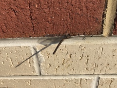 Ululodes quadripunctatus