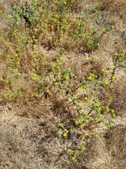 Centromadia parryi congdonii