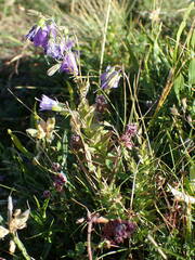 Campanula precatoria