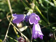 Campanula precatoria